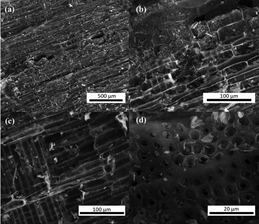 SEM images of HA_1 with different magnifications. The images are representative for the whole set of investigated samples/carbons.