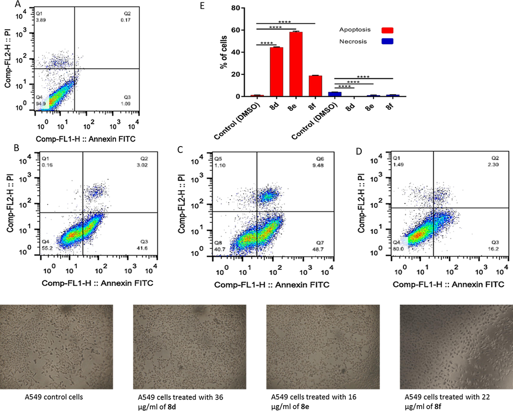 Apoptotic and necrotic cell death were assessed using Annexin V and Probidium Iodide (PI) staining and analyzed using flow cytometer after 24 h treatment with sulfonamide derivatives. (A) A549 cells control (DMSO), (B) A549 cell treated with 36 µg/mL of 8d, (C) A549 cell treated with 16 µg/mL of 8e, (D) A549 cell treated with 22 µg/mL of 8f, and (E) quantification of apoptotic and necrotic cell death for each drug on A549 cells, * indicate significant difference (P value < 0.05), **** indicate significant difference (P value < 0.0001).