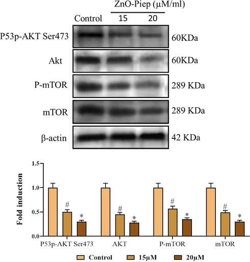 Effect of synthesized ZnO-Pip-NC in the activation of PI3K/Akt/mTOR signaling pathway. The reduced phosphorylation of mTORwas noted in the ZnO-Pip-NC treated AGS cells than the untreated control cells. ZnO-Pip-NC treatment also suppressed the expression of Akt in the AGS cancer cells.