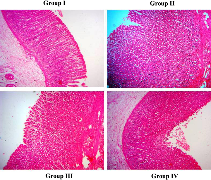 Effect of ZnO-Pip-NC on histological analysis of gastric mucosa in the experimental animals. Histological investigation proved that the formulated ZnO-Pip-NC treatment to the GC animals has noticeably ameliorated the histological changes and assuaged the tumor burden in the gastric mucosa of experimental animals.