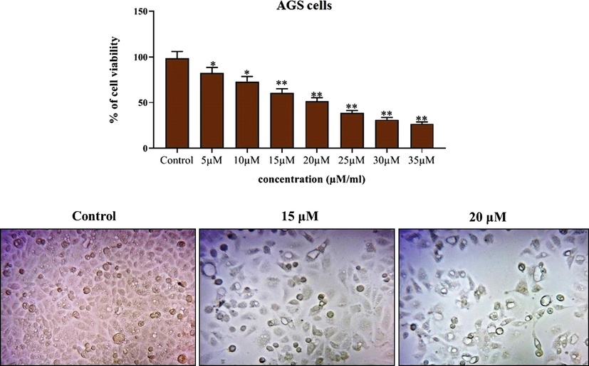 Effect of synthesized ZnO-Pip-NC scaffold against the viability and proliferation of AGS cell line. Fig. 6 proved the significant cytotoxicity of ZnO-Pip NC against the AGS cells. Among the different concentrations (5–35 µM), the 20 µM of ZnO-Pip-NC was inhibited 50% of cell growth (IC50).