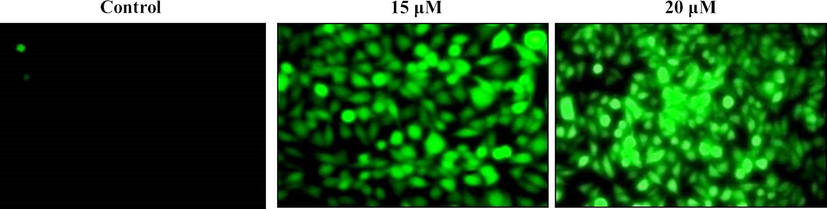 Effect of synthesized ZnO-Pip NC scaffold on intracellular ROS level in the AGS cells. The bright green fluorescent exhibited by the 15 and 20 µM ZnO-Pip-NC treated cells than the control was proves the enhanced accumulation of intracellular ROS in the AGS cells.