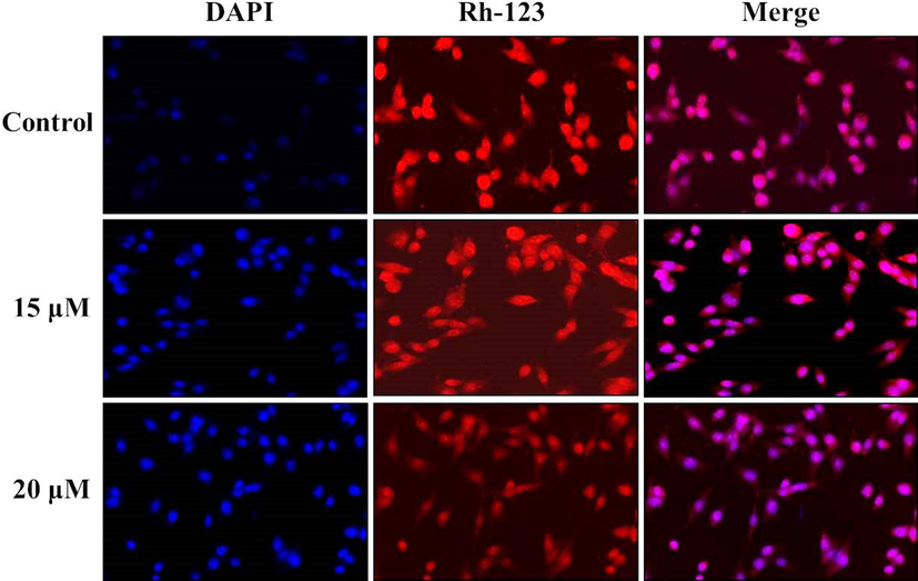 Effect of synthesized ZnO-Pip-NC on the mitochondrial membrane potential (MMP) and nuclear fragmentation in the AGS cells. As depicted in Fig. 8, the ZnO-Pip-NC supplemented AGS cells demonstrated the very minimal green fluorescence than the control cells that evidencing the declined MMP on ZnO-Pip-NC treated AGS cells. The intense blue fluorescence was noted on the ZnO-Pip-NC supplemented AGS cells than the untreated control, which confirms the nuclear damages.