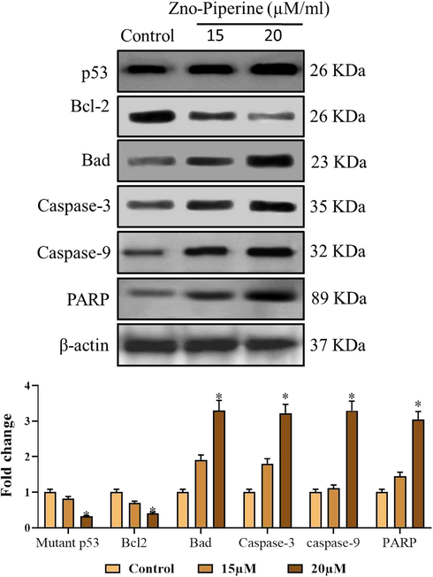 Effect of synthesized ZnO-Pip-NC on the apoptotic protein expressions. The ZnO-Pip-NC supplemented AGS cells were displayed the appreciable enhancement in the pro-apoptotic protein expressions i.e. p53, Bad, PARP, caspase-3 and -9, also diminished the excess expression of anti-apoptotic protein expression i.e. Bcl-2 in the AGS cells.