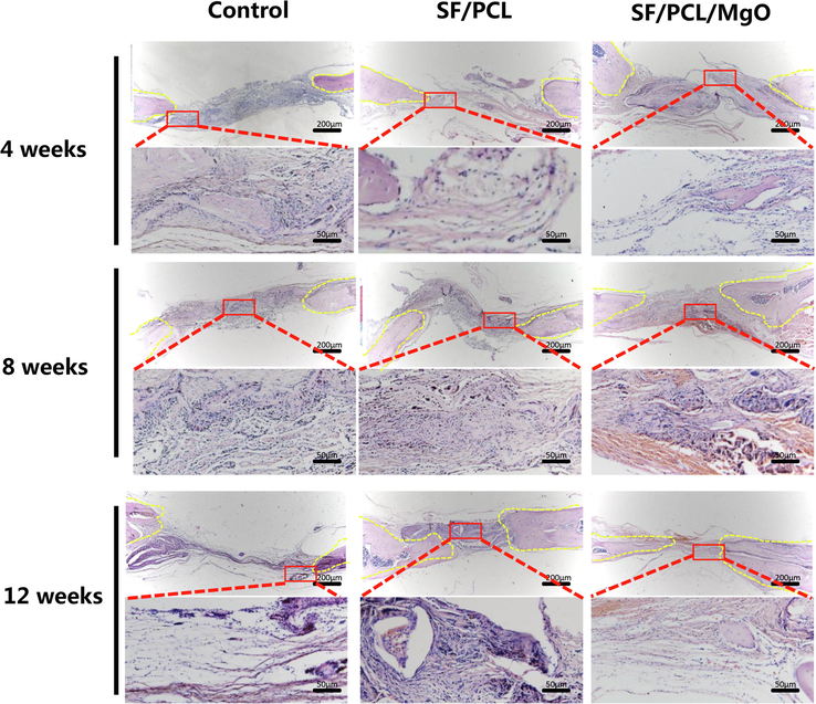 H&E staining evaluation of the regeneration of bone defects in the SF/PCL, SF/PCL/MgO and control groups at 4, 8 and 12 weeks post-operation.