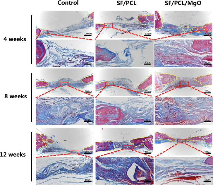 Masson’s trichrome staining for evaluation of the regeneration of bone defects in the SF/PCL, SF/PCL/MgO and control groups at 4, 8 and 12 weeks post-operation. The yellow dotted line indicates the boundary of newly formed bone tissue.