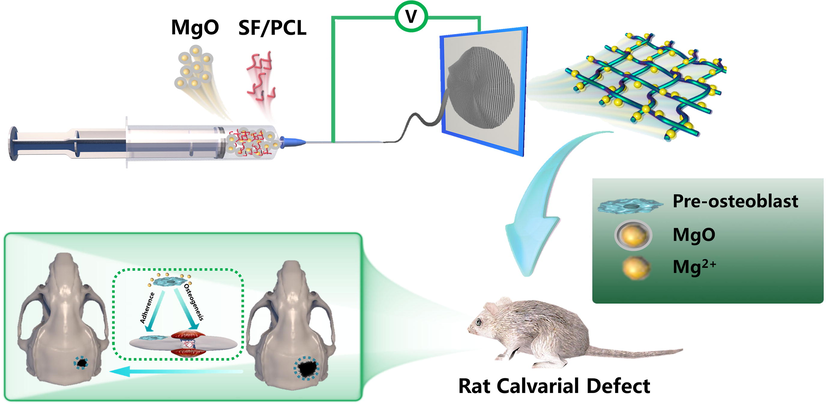 MgO nanoparticles incorporated-SF/PCL electrospun nanofibrous membrane release Mg2+ to promote pre-osteoblast adherence, osteogenic differentiation and accelerate bone regeneration in a rat calvarial defect.