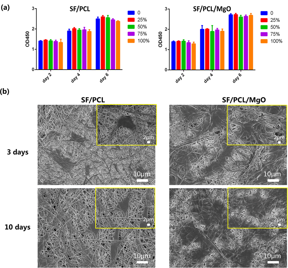 In vitro cell biocompatibility study and cell adhesion of the SF/PCL and SF/PCL/MgO electrospun membranes. (a) CCK-8 assay was performed after 2, 4 and 6 days of culturing MC3T3-E1 on the different composite membranes. (b) SEM images of SF/PCL and SF/PCL/MgO membranes cultured with MC3T3-E1 cells for 3 and 10 days.