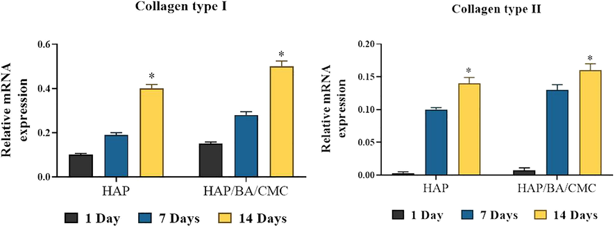 RT-PCR analysis of expression levels of chondrogenic genes in chondrocytes growing on HAP and HAP/BA/CMC for 1, 7 and 14 days, both of which have undergone similar rounds of proliferation or population doubling. Collagen type II stands and collagen type I stands. Results are normalized to those in cells prior to seeding, and shown as mean ± SD (*p < 0.05).