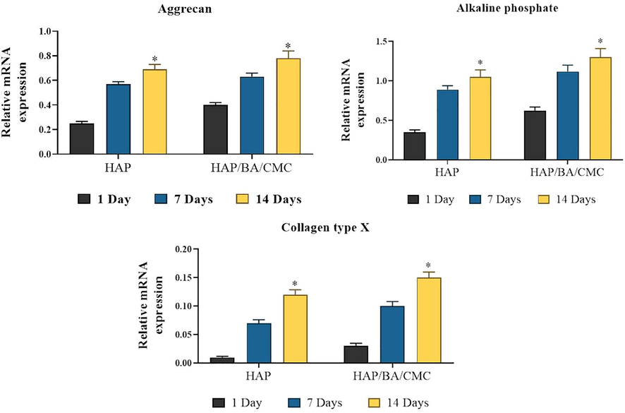 RT-PCR analysis of expression levels of hypertrophic genes in chondrocytes growing on HAP and HAP/BA/CMC for 1, 7 and 14 days, both of which have undergone similar rounds of proliferation or population doubling. Collagen type II stands and collagen type I stands. Results are normalized to those in cells prior to seeding, and shown as mean ± SD (*p < 0.05).