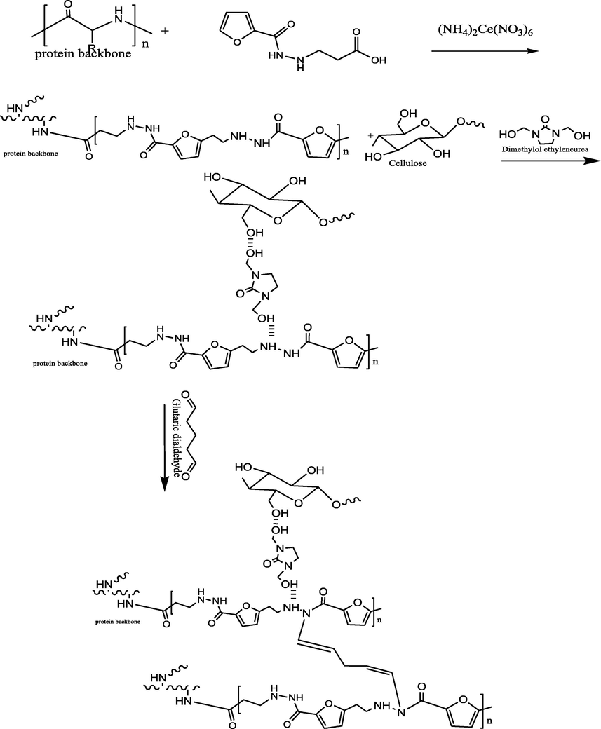 Mechanisum of cotton fabrics treatment with PFu/Gelatin hydrogel.