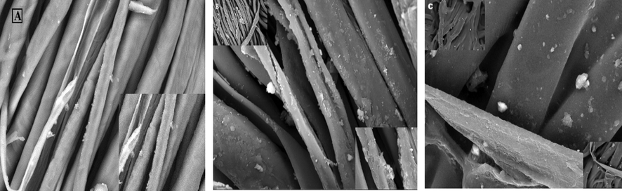 SEM images of (a) control cotton fabrics, (b) cotton treated with poly 3-(furan-2-carboamido) propionic acid, (c) cotton fabrics treated with the gelatin hydrogel/ poly 3-(furan-2-carboamido) propionic acid.