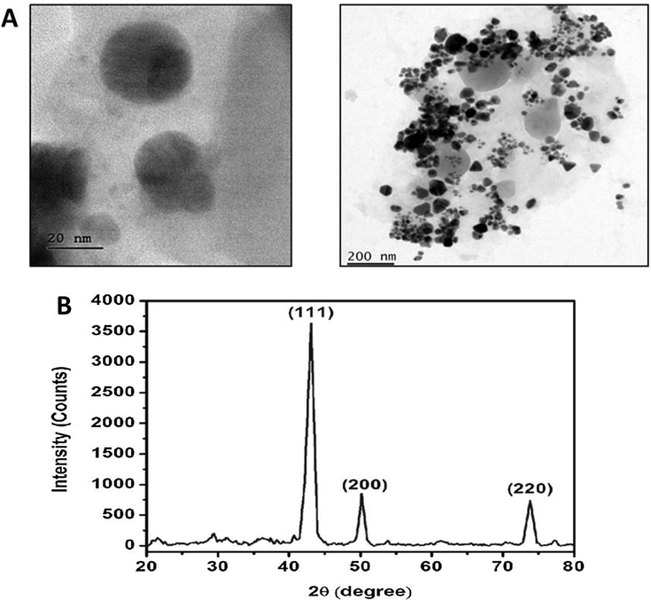 Transmission electron microscopic (TEM) and X-ray diffraction (XRD) analysis of synthesized RR-CuONPs. TEM images revealed that the formulated RR-CuONPs were possessed the mean size ranging from 30 to 90 nm with spherical shape. XRD investigation confirmed the occurrence of metallic copper oxide nanoparticles with crystalline nature.