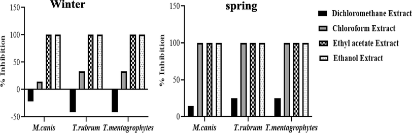 Screening anti-dermatophyte activities of the different extracts from C. althaeoides L. leaves, harvested in winter and spring seasons. Signification difference, one-way ANOVA test, p < 0.05.*100% of inhibition was attributed when no mycelia growth was observed on the dermatophyte disc.