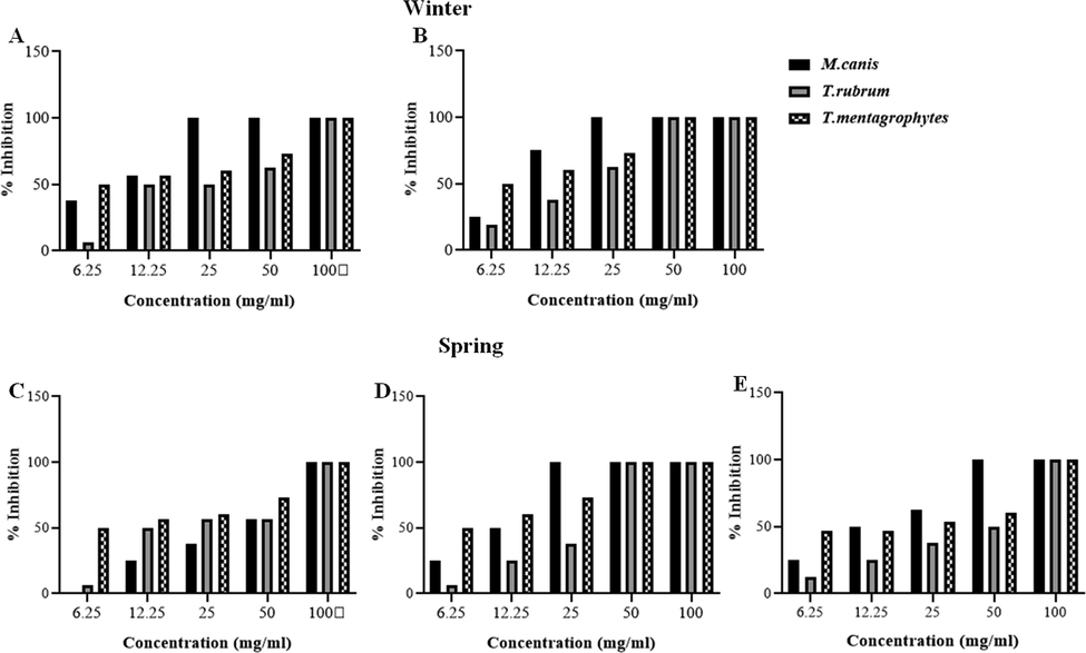 Anti-dermatophyte activity of C. althaeoides L. leaf extracts from winter and spring seasons. A: winter ethyl acetate extract, B: winter ethanol extract, C: spring chloroformic extract, D: spring ethyl acetate extract, E: spring ethanol extract.