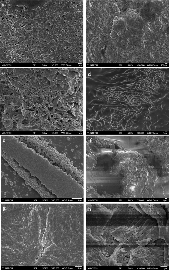 Representative SEM images of BCC-SS in (a) Xylene; (b) 1,2-dichlorobenzene; (c) Chloroform; (d) 1,5-diaminopentane; (e) BCC + Styrene/H2O(1:1); (f) sodium thiocyanate (g) SS in dilute water (h) BCC-SS-styrene xerogel.