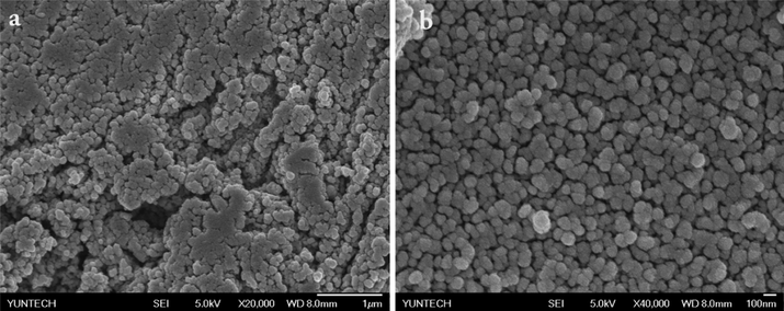 The representative SEM images of AgNPs obtained from BCC-ED gel (different magnifications).