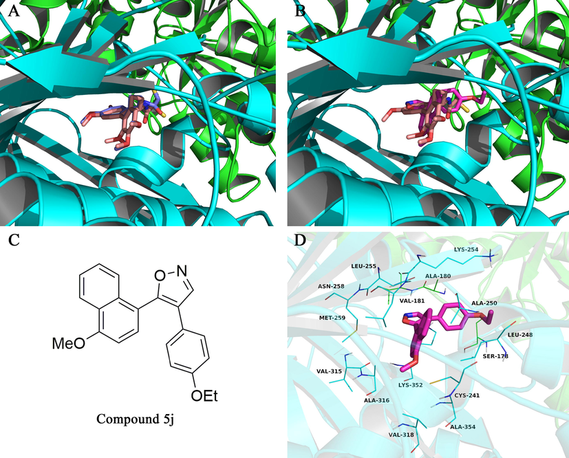 (A) Redocked conformation superimposed on crystal conformation, the colchicine was shown in violet (docking conformation) or pink sticks (crystal conformation), respectively; (B) docked conformation of compound 5j (rose red) superimposed on crystal conformation of the colchicine (pink); (c) Chemical Structure of compound 5j; (d) Docking model of the most potent compound 5j (magenta colour stick) in the colchicine binding site of tubulin.