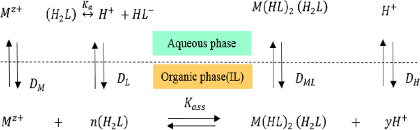 Chemical equilibriums in the extraction of metal ions using dithizone (H2L) with IL.