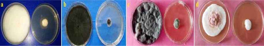 (a–d). Fungal growth of (a) F. vertcillioids, (b) C. lunata, (c) D. oryzae and (d) F. fujikuroi at 20 μg/ml of compound 8.