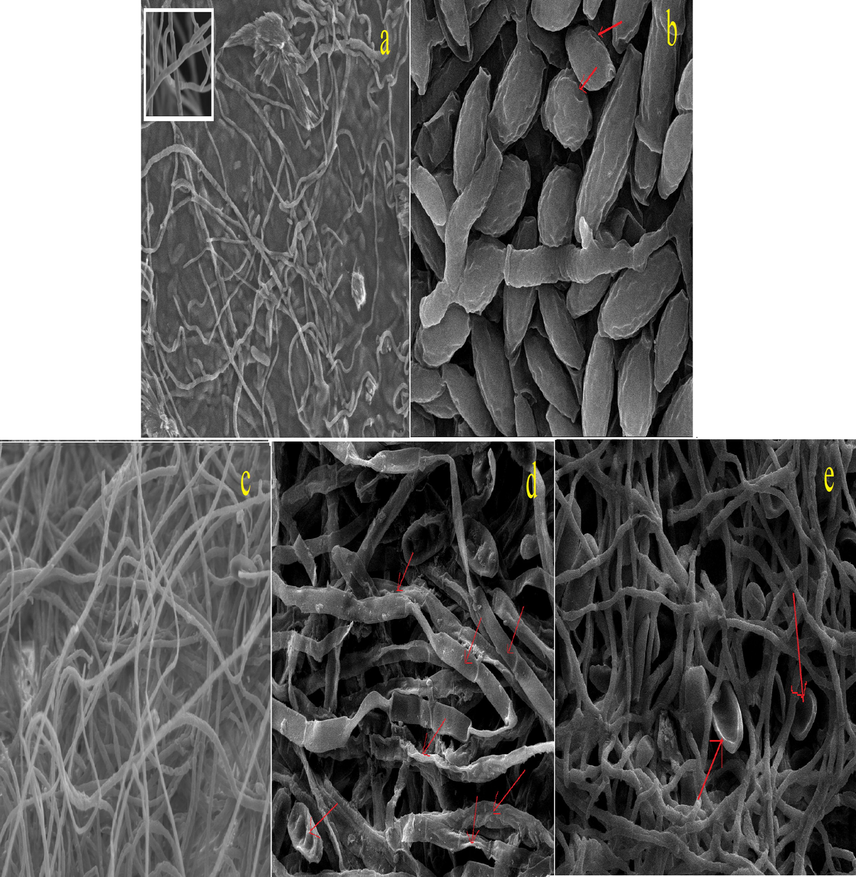 (a–e). Scanning electron microscopy of (a-b) F. verticillioides (a) control (inset-smooth cell wall of hyphae), (b) wrinkling and pits of spore, (c–e) D. oryzae, (c) control (d) deformation and collapsing of hyphae, and (e) collapsing of spores when treated with compound 8 (100 μg/ml).