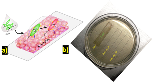 Schematic represent on (a) wet interface antibacterial activity of HAp-Ag material tested in E. coli cells and (b) experimental result observation.