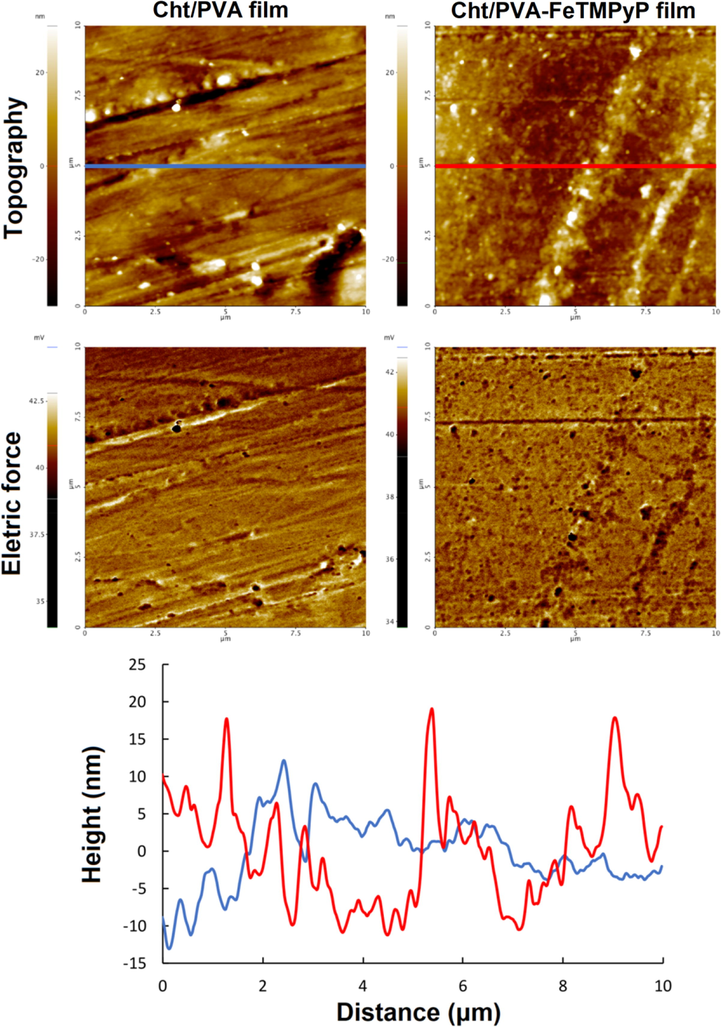 Topography and electric force images obtained by AFM on Cht/PVA and Cht/PVA-FeTMPyP films. The topography linescans are presented at the bottom.