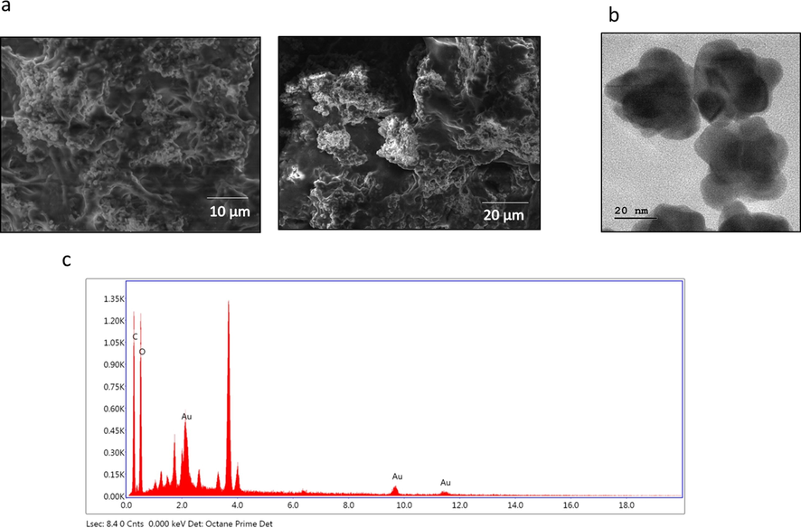 Surface Morphology analysis of PC-AuNP. Scanning electron microscope photograph of biosynthesized PC-AuNPs (Fig. 2A), High resolution transmission electron microscope photograph of biosynthesized PC-AuNPs (Fig. 2B) and Energy dispersive X-ray analysis of biosynthesized PC-AuNPs (Fig. 2C).