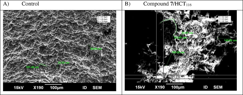 Scanning electron microscope (SEM) images were taken in three dimension and showing the potent apoptotic effect of novel compound 7 at its IC50 value (42.9 µg/ml) on cell surface disruption. A) Untreated colon carcinoma. B) Colon cells treated with compound 7 for 48 h treatment.