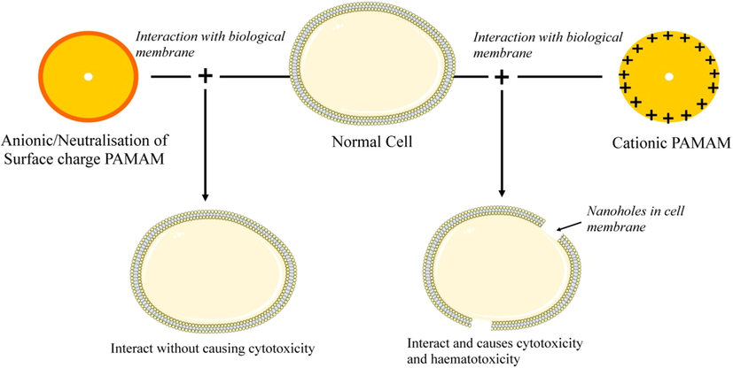 Mechanism of interaction of polycationic PAMAM dendrimers with the cellular membrane.