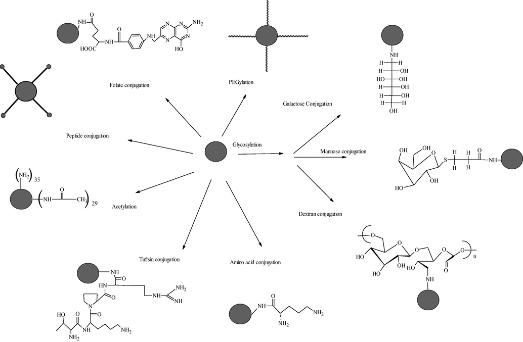 Modification of surface groups of PAMAM to improve biocompatibility and circulation time of PAMAM dendrimers in the body via neutralization of charge.