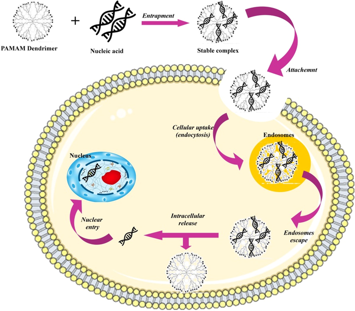 Mechanism of efficient non-viral mediated gene delivery with emergence use of PAMAM dendrimers (Kesharwani et al., 2015).