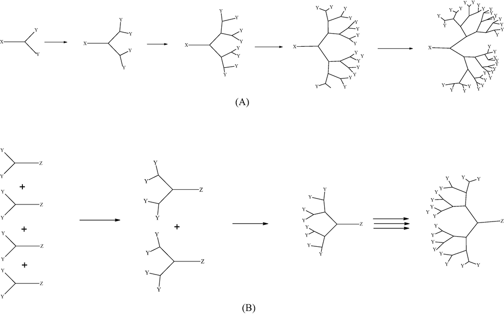 Diagramatic illustration of divergent (A) and convergent (B) synthetic approach for dendrimers.