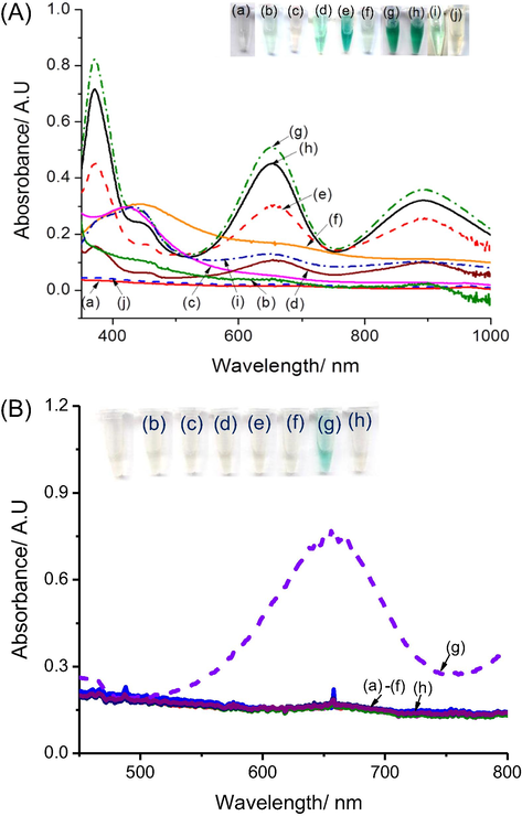 (A) UV–vis spectra of the mixture after 30 min reaction at 40 °C of (a) rGO + TMB; (b) rGO + H2O2 + TMB; (c) AgNPs + TMB; (d) AgNPs + H2O2 + TMB; (e) AgNPs@rGO + H2O2 + TMB; (f) AgNPs@rGO + TMB; (g) AgNO3 + H2O2 + TMB; (h) AgNO3 + TMB, (i) H2O2 + TMB ; and (j) AgNPs@rGO + H2O2; (B) UV–vis spectra after 30 min. reaction of a mixture of AgNPs@rGO + TMBRed containing (a) saccharose; (b) lactose; (c) ascorbic acid; (d) galactose; (e) fructose; (f) glucose; (g) H2O2 and (h) water (blank sample).