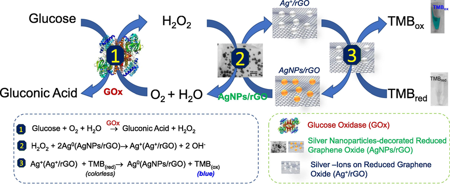 Illustration of working principle of glucose biosensor based on AgNPs/rGO –a novel peroxidase-like activity nanomaterial.