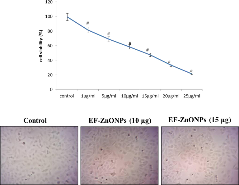 EF-ZnONPs inhibit the viability of A549 cells. The A549 cell viability considerably decreased as the concentration of EF-ZnONPs augmented from 0 to 50 μg/ml. The IC50 point of the A549 cells was found as 14.5 µg/ml and we have selected for 10 and 15 μg of EF-ZnONPs for the further study.