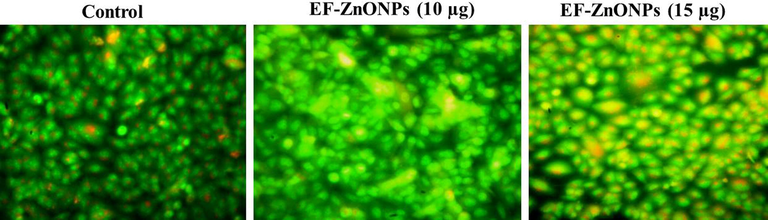 EF-ZnONPs activate apoptosis through activation of a dual staining method by AO/EtBr in A549 cells. The AO/EtBr stained A549 cell treated with the different concentrations of (10 and 15 µg/ml) EF-ZnONPs demonstrated more apoptotic cells than the control group.