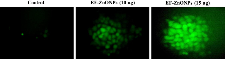 EF-ZnONPs stimulated intracellular ROS generation in A549 cells. The DCFH-DA staining of the A549 cells treated with EF-ZnONPs resulting in significantly augmented ROS production in the dosages of 10 and 15 µg/ml when compared to control cells.