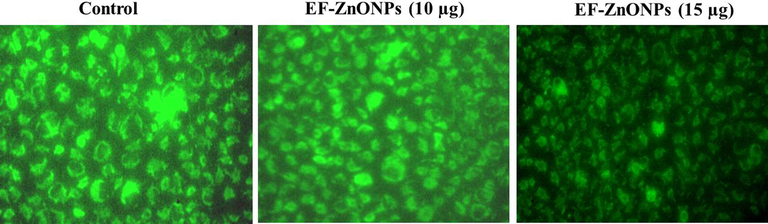 EF-ZnONPs decreased the MMP in A549 cells. The elevated MMP with extreme green fluorescence was noted at the control cells, whereas EF-ZnONPs (10 and 15 µg/ml) treated A549 cells revealed reduced green fluorescence representing the apoptotic cells.