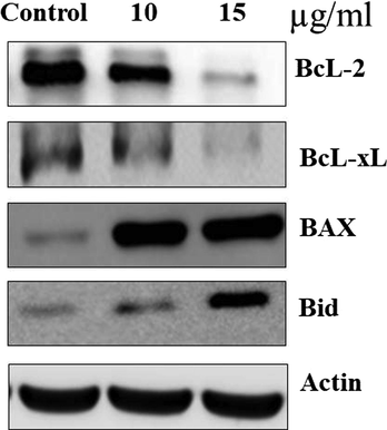 The anticancer effect of EF-ZnONPs on apoptosis signaling pathway protein expressions in A549 cells were analysed by western blotting. The EF-ZnONPs supplementation at various dosages (10 and 15 μg/ml) to A549 cells illustrated diminished expression of Bcl-2 and enhanced expressions of, Bax and Bid were observed.