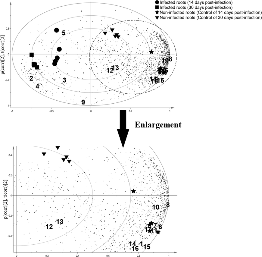 The PCA loadings bi-plot of the target compounds in oil palm roots and their correlation to the healthy and G. boninese infected. Abbreviations: 1: 2,2-Dimethoxybutane; 2: 3,5-Dihydroxy-6-methyl-2,3-dihydropyran-4-one; 3: Dimethyl 2-methoxybutanedioate; 4: 5-(Hydroxymethyl)furan-2-carbaldehyde; 5: 2,3-dihydroxypropyl acetate; 6: Dimethyl benzene-1,4-dicarboxylate; 7: Methyl hexadecanoate; 8: Methyl 3-(3,5-ditert-butyl-4-hydroxyphenyl)propanoate; 9: Hexadecanoic acid; 10: Methyl (Z)-octadec-6-enoate; 11: Methyl octadecanoate; 12: (E)-Icos-5-ene; 13: 2-(Hydroxymethyl)-2-nitropropane-1,3-diol; 14: Stigmasterol; 15: Stigmast-5-en-3-ol, (3β); 16: Ergost-5-en-3-ol, (3β); 17: Methyl (9Z,12Z)-octadeca-9,12-dienoate.