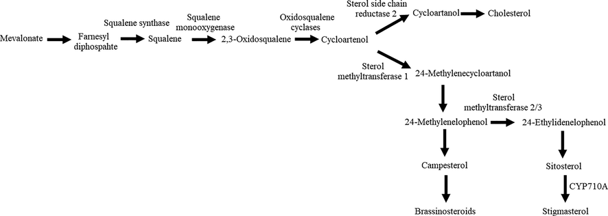 Biosynthetic pathway for plant sterols. Modified from Wang et al., 2012 and Aboobucker and Suza, 2019.