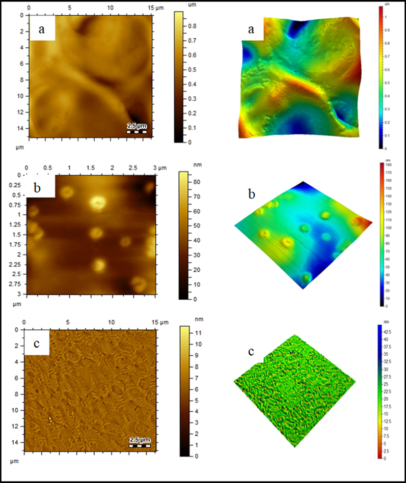 AFM topology of (a) extracted cellulose, (b) MC, 3-CPS-MC and (c) 2-MCPS-MC materials.