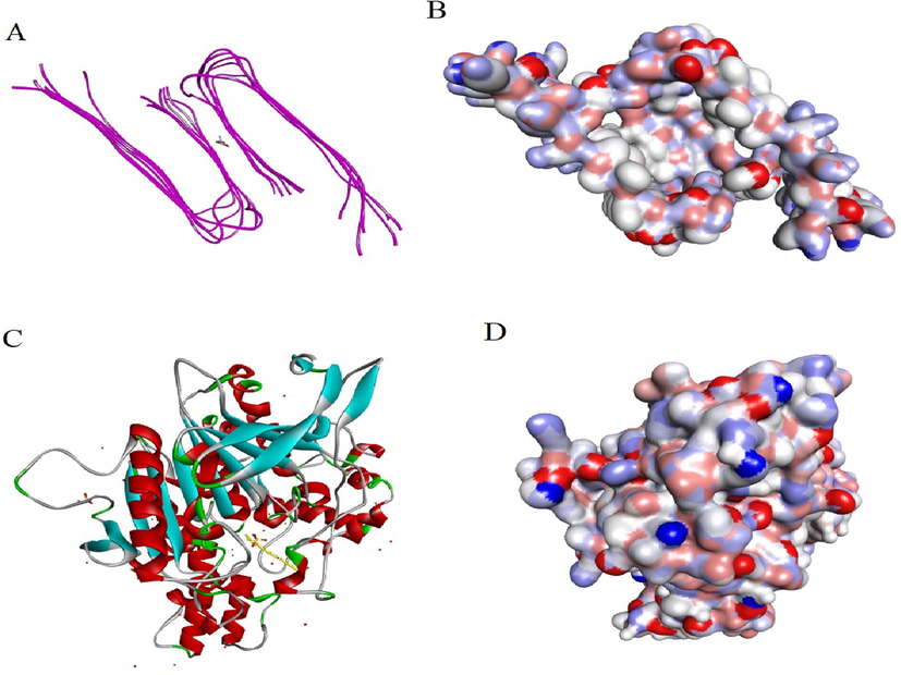 Molecular docking view: A. Chain 2LMN interacting with heptadecanoic acid, 16-methyl-, methyl ester. B. Surface of 2LMN protein with heptadecanoic acid, 16-methyl-, methyl ester. C. Chain 3LII interacting with beta-sitosterol acetate. D. Surface of 3LII protein with beta-sitosterol acetate.