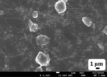 SEM micrographs of the as-synthesized AuNPs.