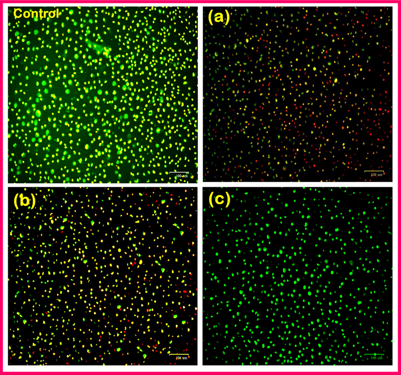 Fluorescence microscopic images showing Live/dead staining MG63 human osteoblast cells on TNT/CS-CA@M-HAP (II) coatings for (a) control, (b) 1, (c) 4 days and (d) 7 days.