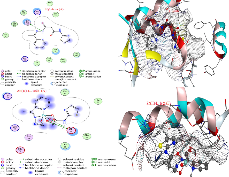 Interaction validity (A) and surface maps (B)of H2L and Zn(II) complex against 1cca protein.