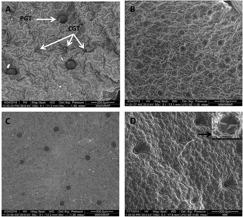 SEM micrographs showing the glandular trichomes of control untreated and enzyme-treated leaves of Ocimum basilicum: A: control; B: Cellulase-treated leaves; C: Hemicellulase-treated leaves; D: Viscoszyme-treated leaves. PGT: Peltate glandular trichome, CGT: Capitate glandular trichome, Black arrow: deflated PGT.