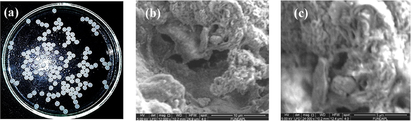 (a) Image and (b 10 µm; c 5 µm) SEM micrographs of RPHB.