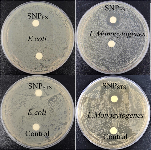 Antibacterial activity of SNPs.